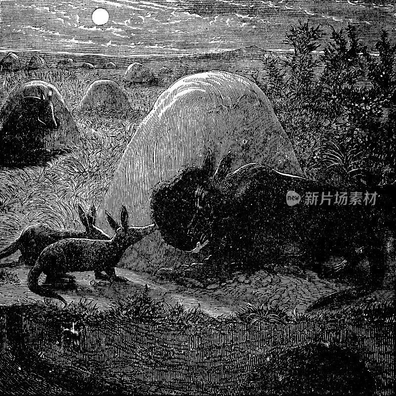 非洲赞比亚的食蚁兽(oryteropus Afer)和洞穴- 19世纪